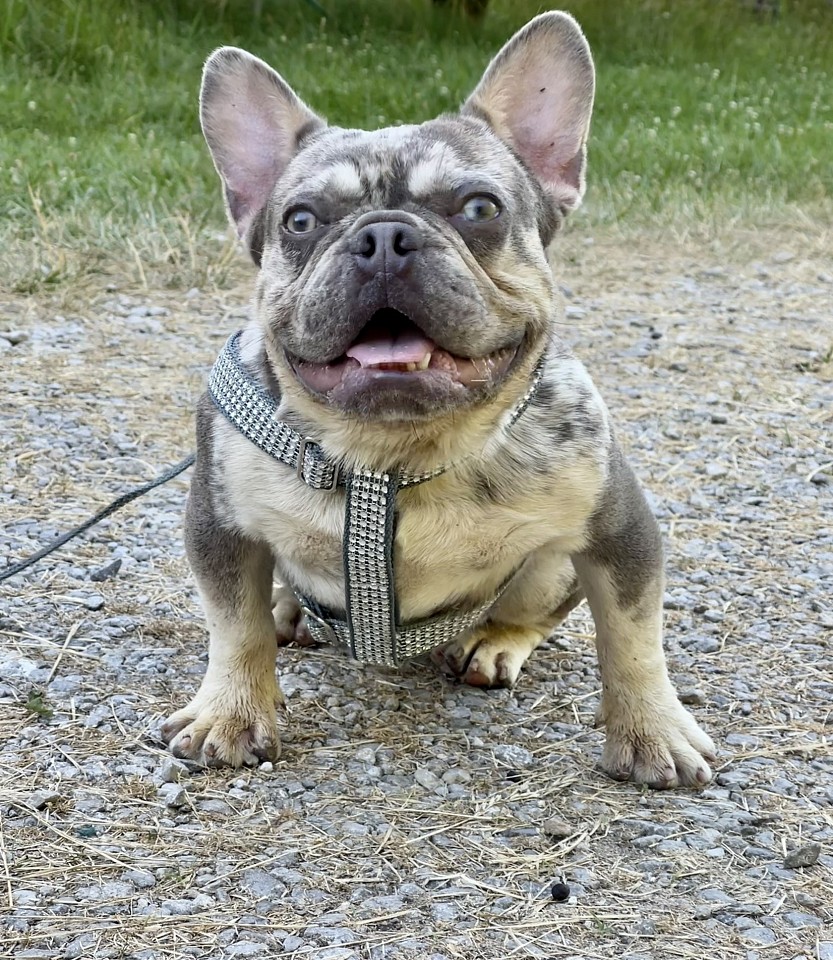 Tan merle best sale french bulldog