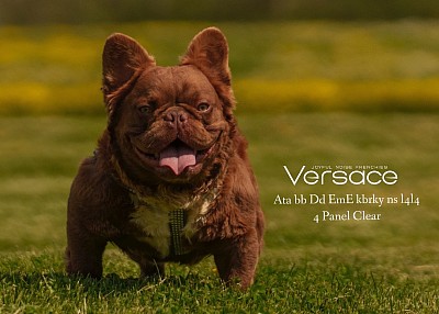 Versace - Stud fee $2000 with $500 lock in