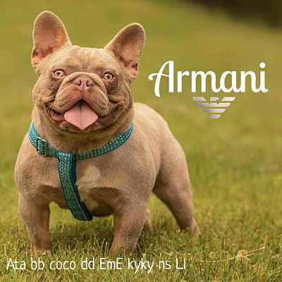 Armani - Stud fee $2000 with $500 lock in