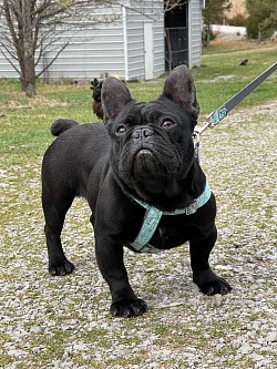 RESERVED - Tallulah - Solid Black Female 3 yrs old. Great with kids and other pets - $1200