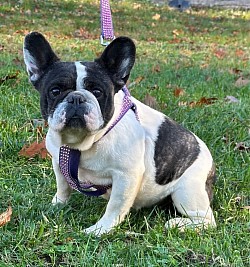 RESERVED - Panda  - Black Brindle Pied Female 3.5 yrs old Great with kids and other pets - $1200