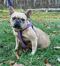 AVAILABLE - Biscotti - Blue Fawn Female 3 yrs old. Great with kids and other pets - $1200