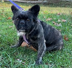 AVAILABLE - Arcadia - Black Brindle Fluffy Female 2.5 yrs old $1200 Great with kids and male dogs