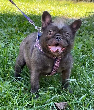 Whimsy - Blue Teddy Bear Coat Frenchie