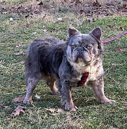 Falco - Blue Merle Fluffy - 2 yrs old - $1200 Great with kids and other female dogs