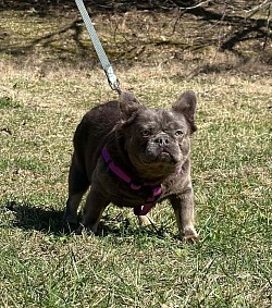 AVAILABLE - Emma - 2 yr old female - does good with bigger dogs, does not like going out in public or strangers. $700